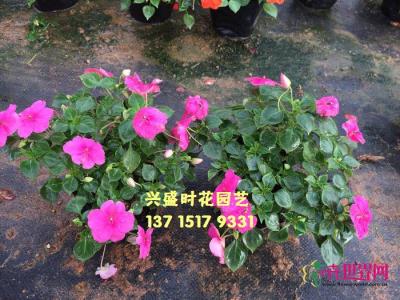 凤仙花