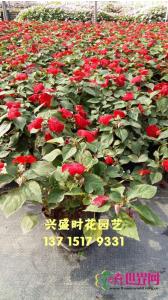 凤仙花