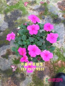 凤仙花