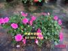 凤仙花