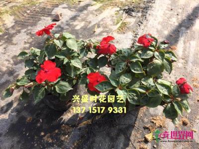 凤仙花